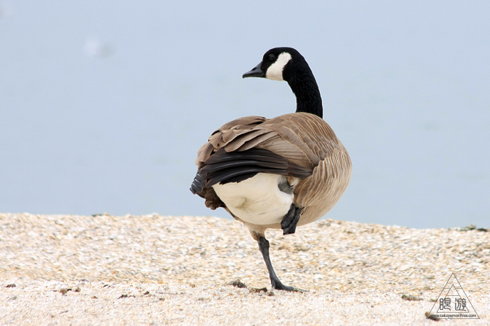 383 Foster City ~サンフランシスコ湾の鳥~_c0211532_23334095.jpg
