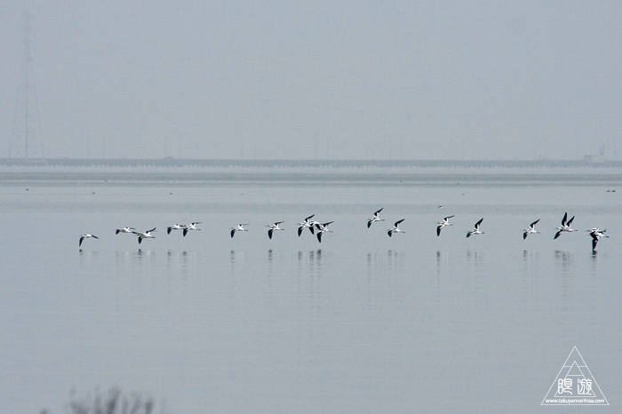 383 Foster City ~サンフランシスコ湾の鳥~_c0211532_23371334.jpg