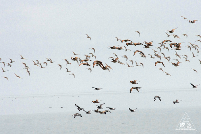 383 Foster City ~サンフランシスコ湾の鳥~_c0211532_23372349.jpg