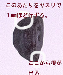 ニホンアサガオ日記 橙通信 堀江宏樹ブログ