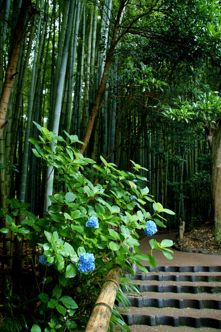 The bamboo garden_a0318033_22163889.jpg