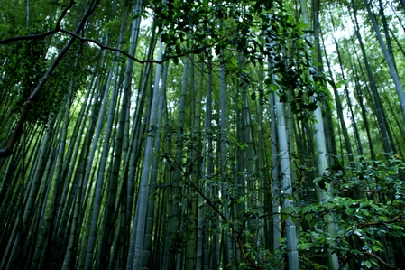 The bamboo garden_a0318033_22175213.jpg