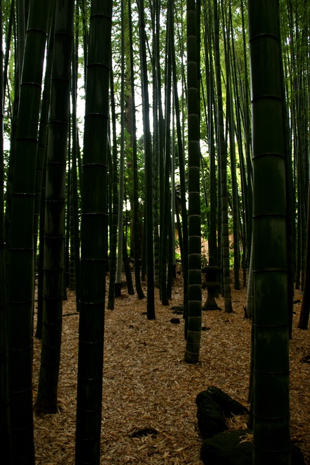 The bamboo garden_a0318033_22181481.jpg