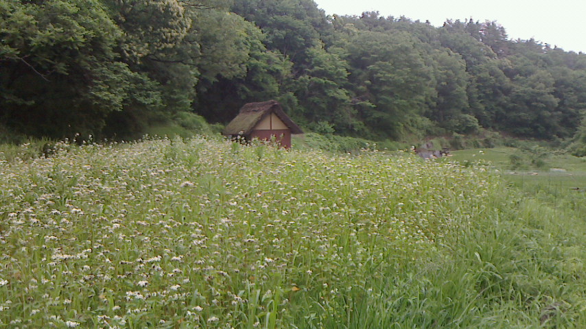 初夏の風景_f0161535_22355224.jpg