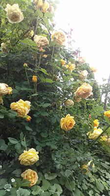 a0276937_1127630.jpg