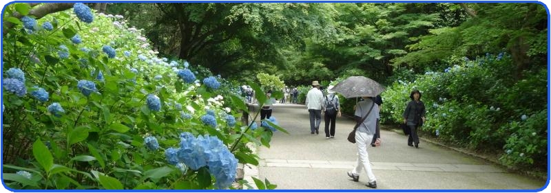 神戸森林植物園の６月の花（2）_b0036638_19402526.jpg