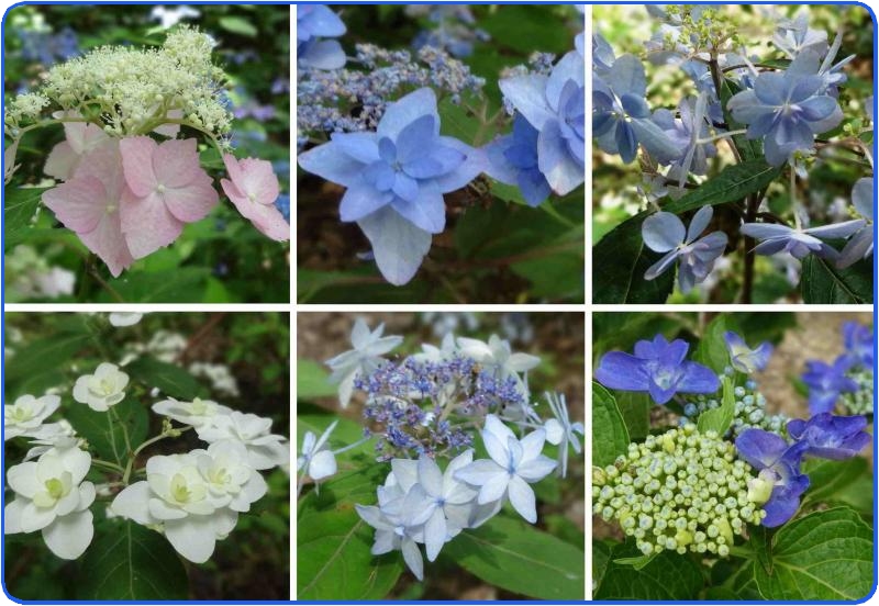 神戸森林植物園の６月の花（2）_b0036638_19403771.jpg