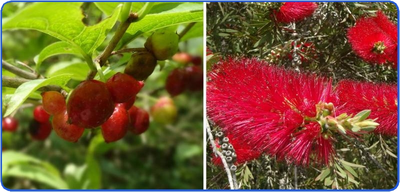 神戸森林植物園の６月の花（2）_b0036638_1941143.jpg