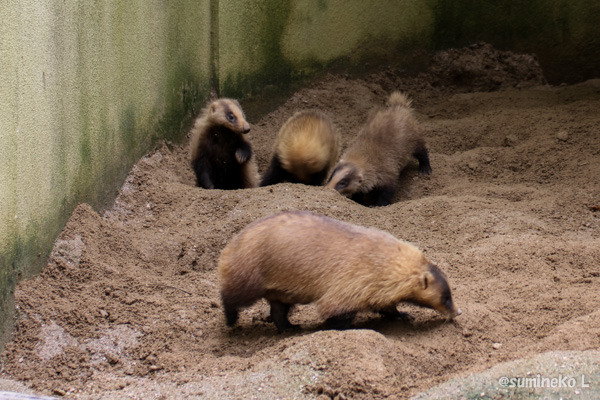 14 06 22 アナグマの赤ちゃん公開 墨色の鳥籠 14 06 22 アナグマの赤ちゃん公開 墨色の鳥籠