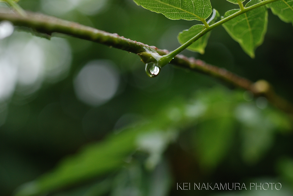 雨の音　虫の音　波の音_f0229844_1832418.jpg