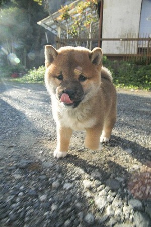 なな 母の甲斐犬 も可愛いけど柴犬かわいすぎます Blog Of Y S