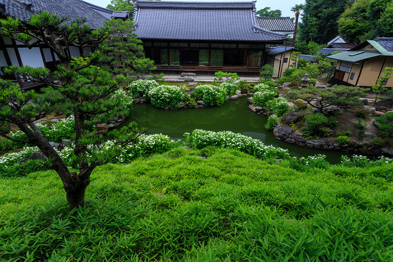 半夏生咲く庭(建仁寺塔頭・両足院)_f0155048_20553245.jpg