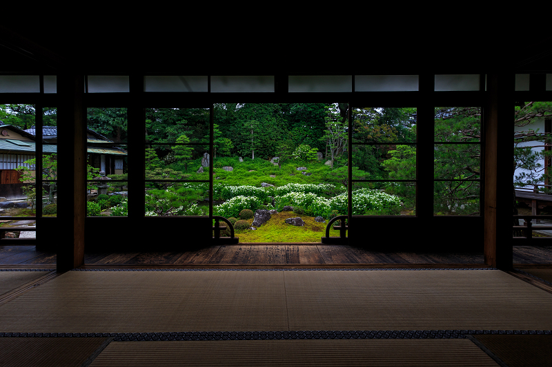 半夏生咲く庭(建仁寺塔頭・両足院)_f0155048_205785.jpg