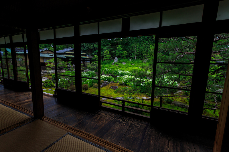 半夏生咲く庭(建仁寺塔頭・両足院)_f0155048_20584787.jpg