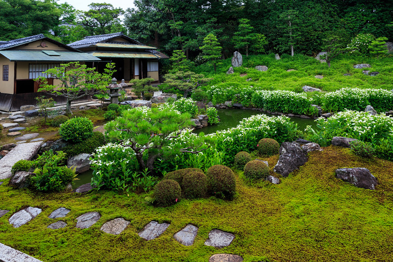 半夏生咲く庭(建仁寺塔頭・両足院)_f0155048_2101088.jpg