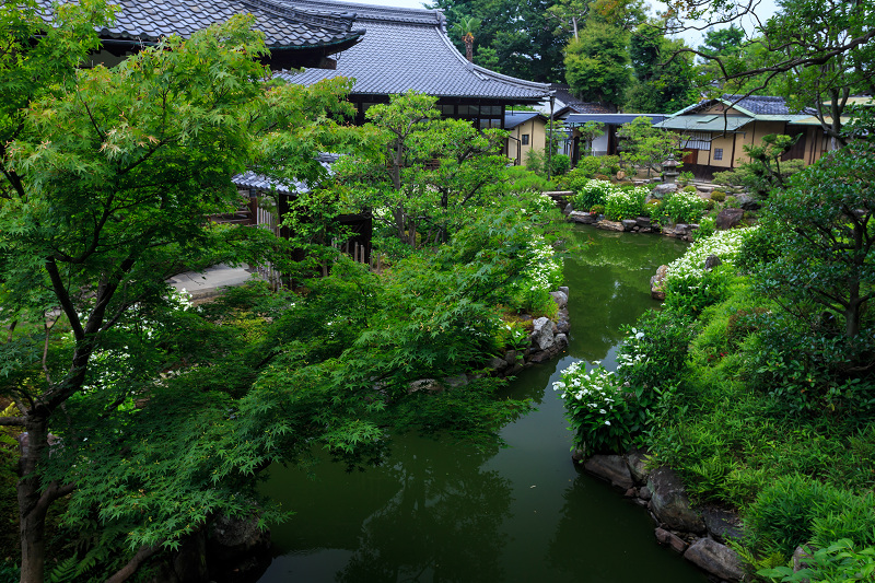 半夏生咲く庭(建仁寺塔頭・両足院)_f0155048_2112297.jpg