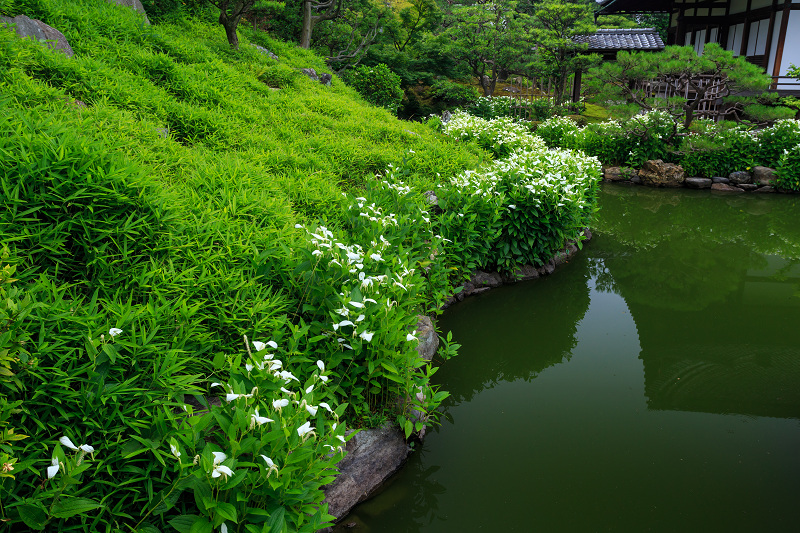 半夏生咲く庭(建仁寺塔頭・両足院)_f0155048_2112422.jpg