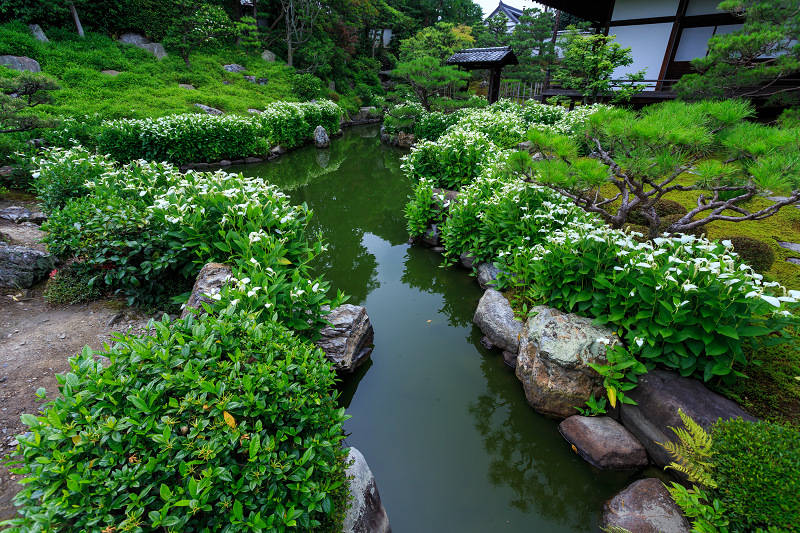 半夏生咲く庭(建仁寺塔頭・両足院)_f0155048_2122792.jpg
