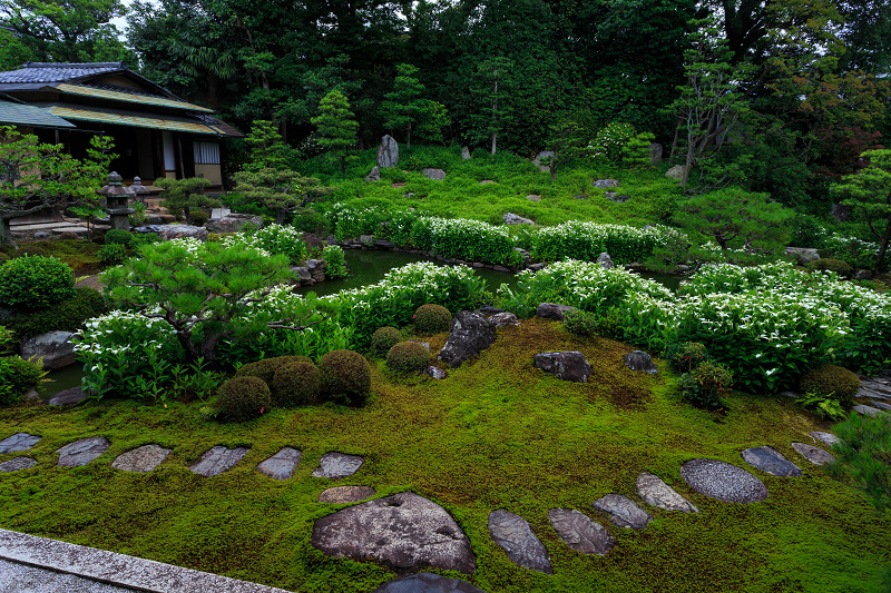 半夏生咲く庭(建仁寺塔頭・両足院)_f0155048_21265740.jpg