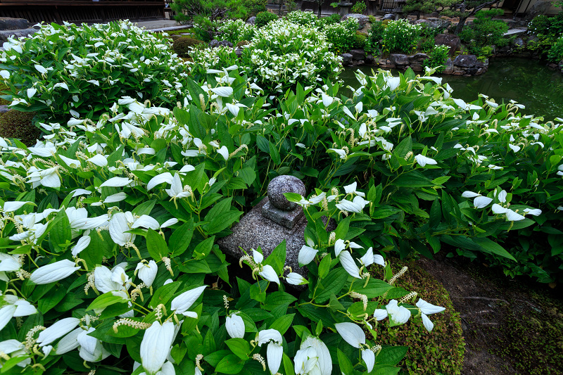 半夏生咲く庭(建仁寺塔頭・両足院)_f0155048_2132120.jpg