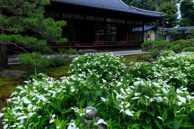 半夏生咲く庭(建仁寺塔頭・両足院)_f0155048_21331796.jpg