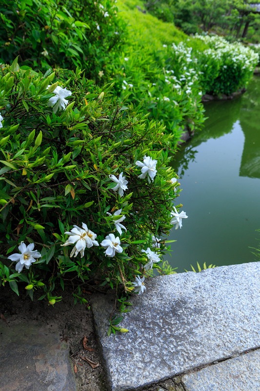 半夏生咲く庭(建仁寺塔頭・両足院)_f0155048_21512967.jpg