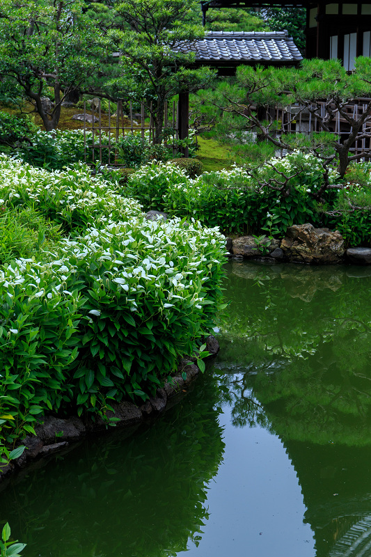 半夏生咲く庭(建仁寺塔頭・両足院)_f0155048_21542755.jpg