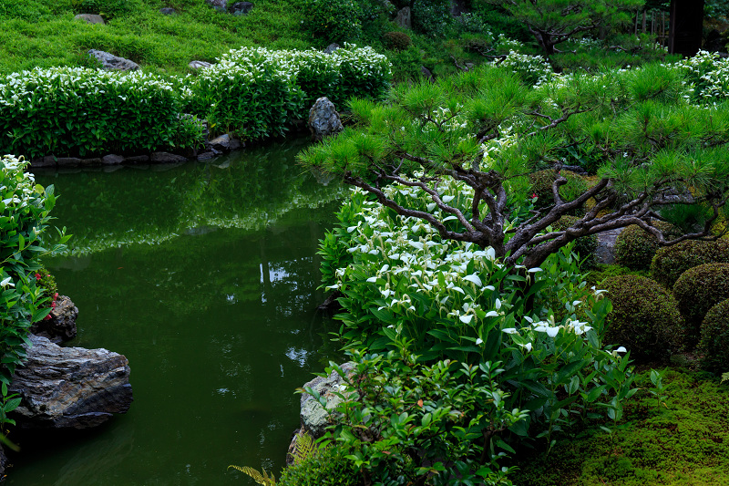 半夏生咲く庭(建仁寺塔頭・両足院)_f0155048_2157582.jpg