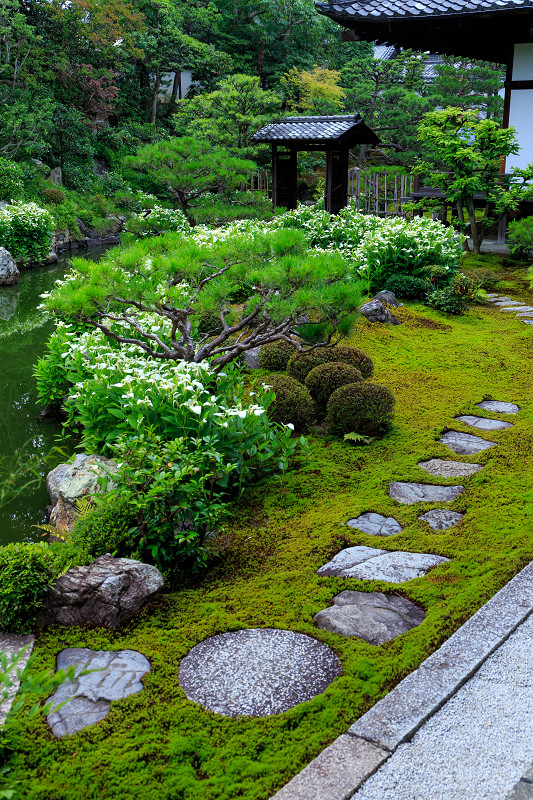 半夏生咲く庭(建仁寺塔頭・両足院)_f0155048_2205723.jpg