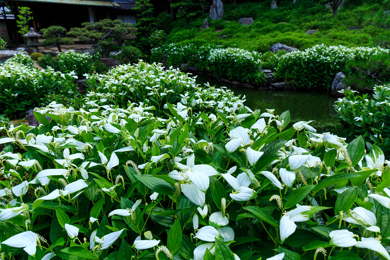 半夏生咲く庭(建仁寺塔頭・両足院)_f0155048_22182030.jpg