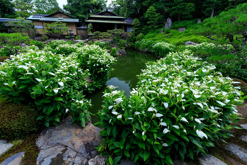 半夏生咲く庭(建仁寺塔頭・両足院)_f0155048_22311738.jpg
