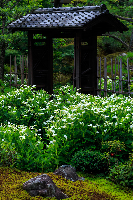 半夏生咲く庭(建仁寺塔頭・両足院)_f0155048_2232419.jpg