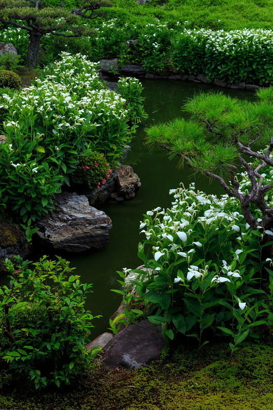 半夏生咲く庭(建仁寺塔頭・両足院)_f0155048_22324659.jpg