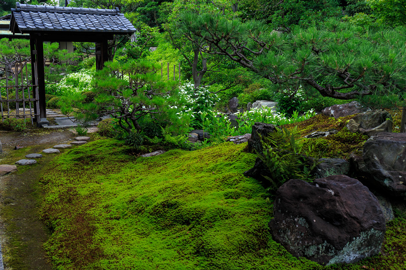 半夏生咲く庭(建仁寺塔頭・両足院)_f0155048_22332466.jpg