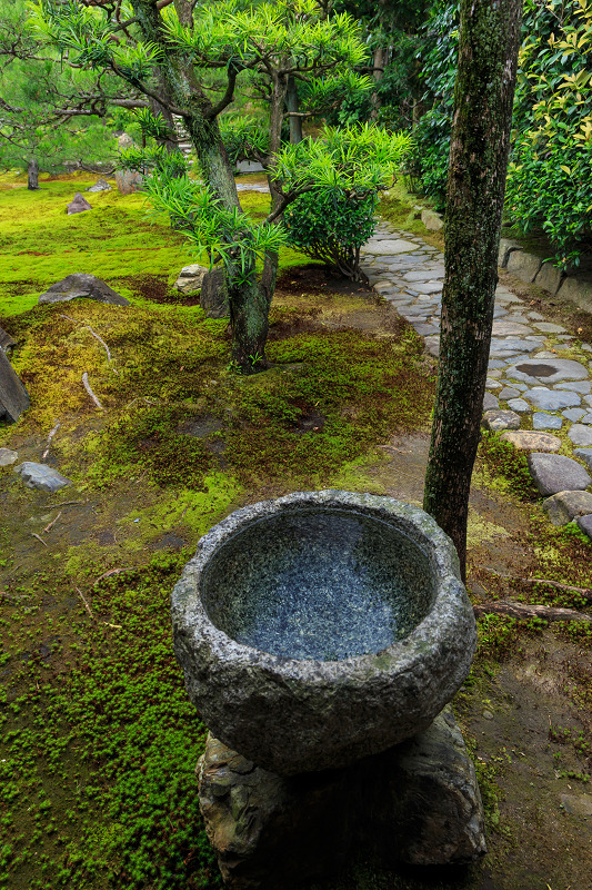 半夏生咲く庭(建仁寺塔頭・両足院)_f0155048_22342957.jpg
