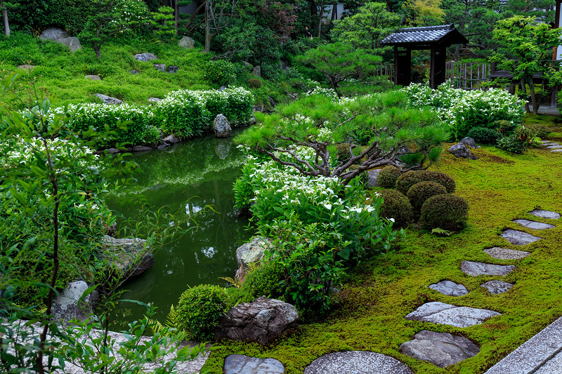 半夏生咲く庭(建仁寺塔頭・両足院)_f0155048_2285397.jpg