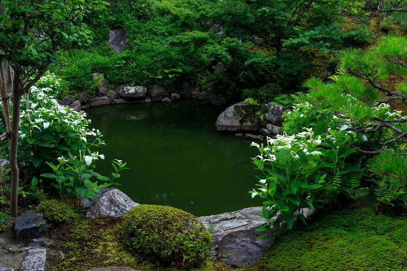 半夏生咲く庭(建仁寺塔頭・両足院)_f0155048_2322730.jpg