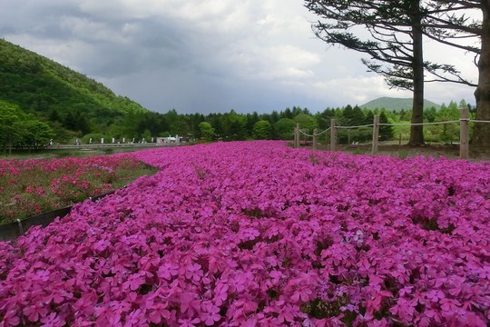 初夏の春景色 「富士芝桜」_d0212451_21575235.jpg