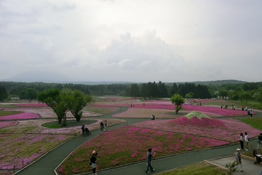 初夏の春景色 「富士芝桜」_d0212451_21582735.jpg