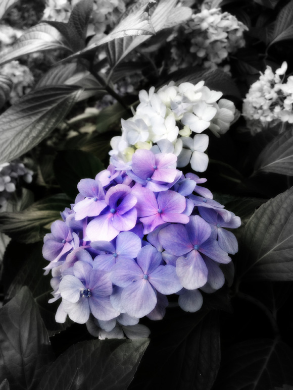 ◆モノクロフォーカスの紫陽花_b0008655_09560915.jpg