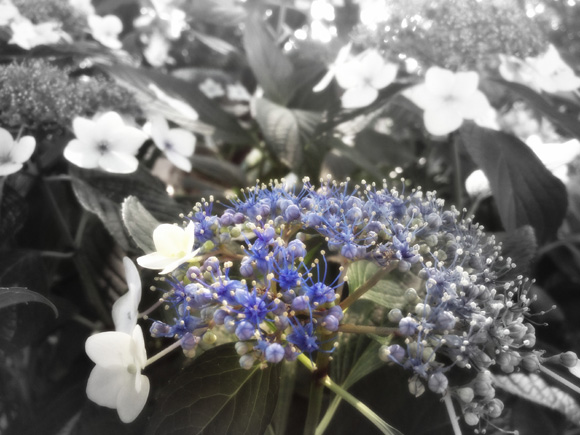 ◆モノクロフォーカスの紫陽花_b0008655_09563635.jpg