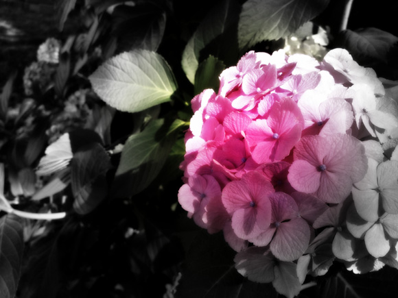 ◆モノクロフォーカスの紫陽花_b0008655_09563964.jpg