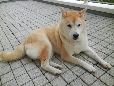 ’14,6,23(月)今日の愛ちゃん!_f0060461_8455865.jpg