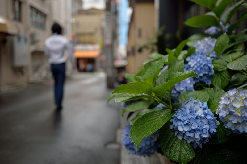 浅草裏路地の紫陽花_f0079061_2001382.jpg