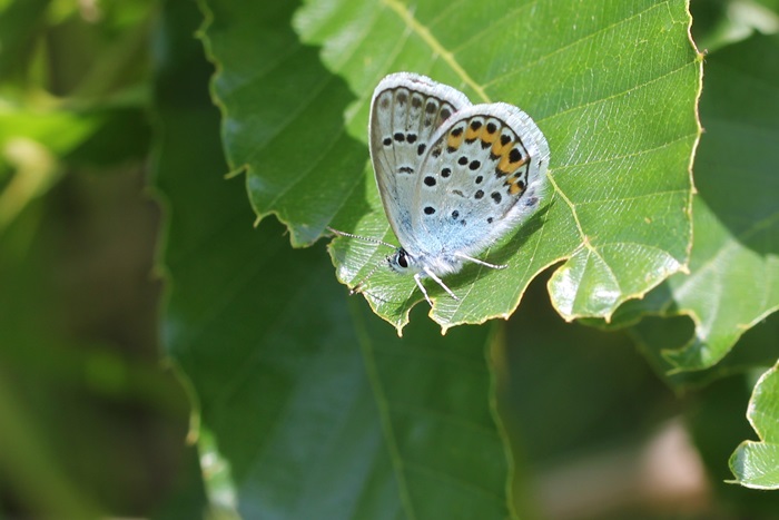 県北デデジジブブララ Mag's Diary