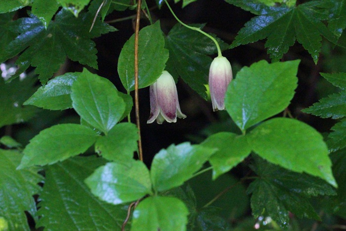 ６月１９日　県北の花②_a0183666_1654345.jpg