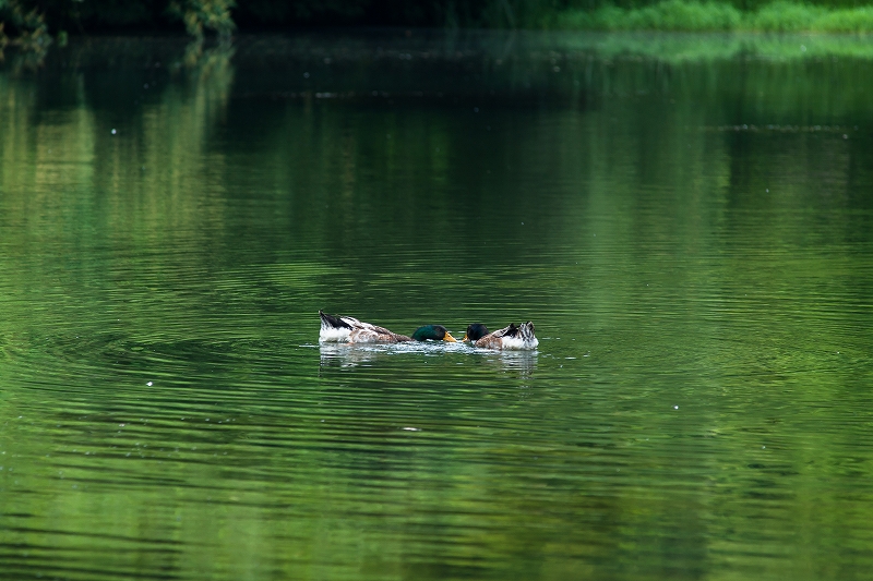 b0198768_22133267.jpg