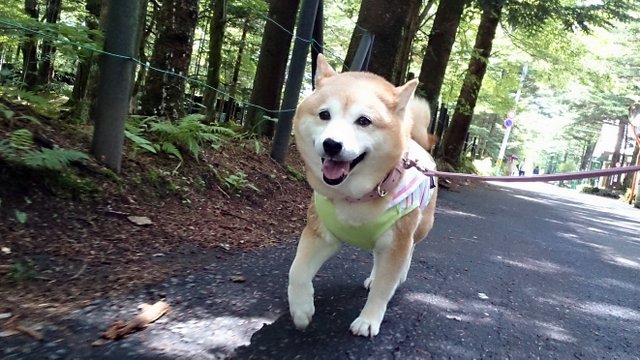 涼しい別荘地へご案内♪_b0274270_11232531.jpg