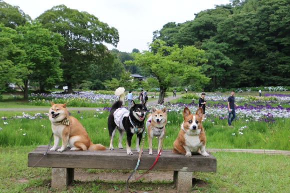 ご近所隊 * 佐倉城址公園_b0239176_10201111.jpg