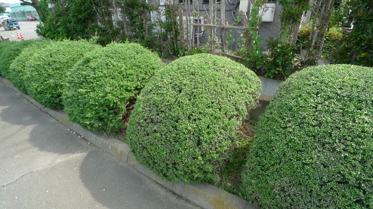 c0212083_21293279.jpg